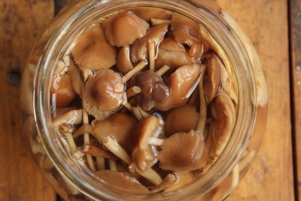 Время опят. Лучшие рецепты, которые помогут сохранить грибы | АиФ Иркутск